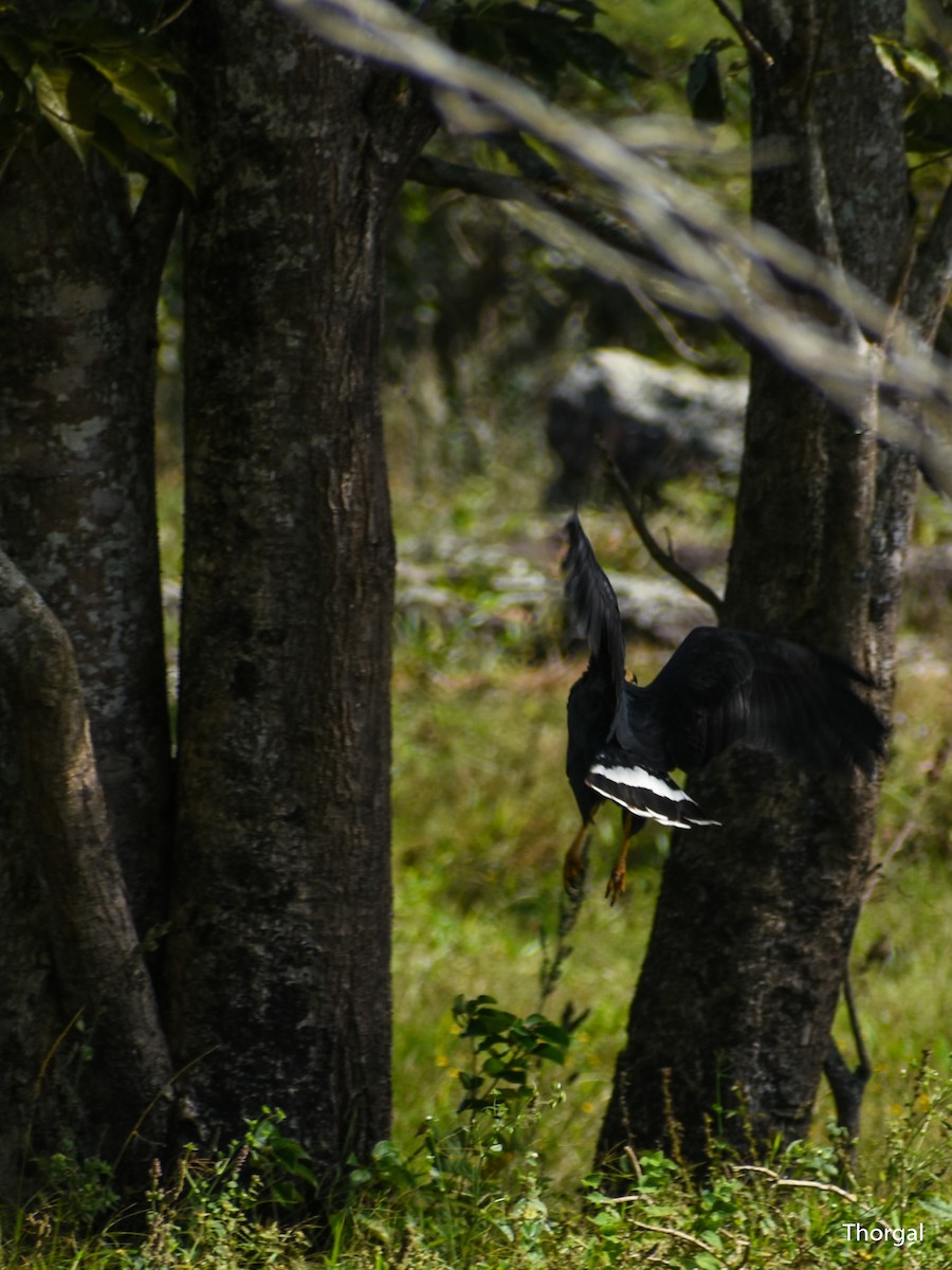 Common Black Hawk - ML647115154