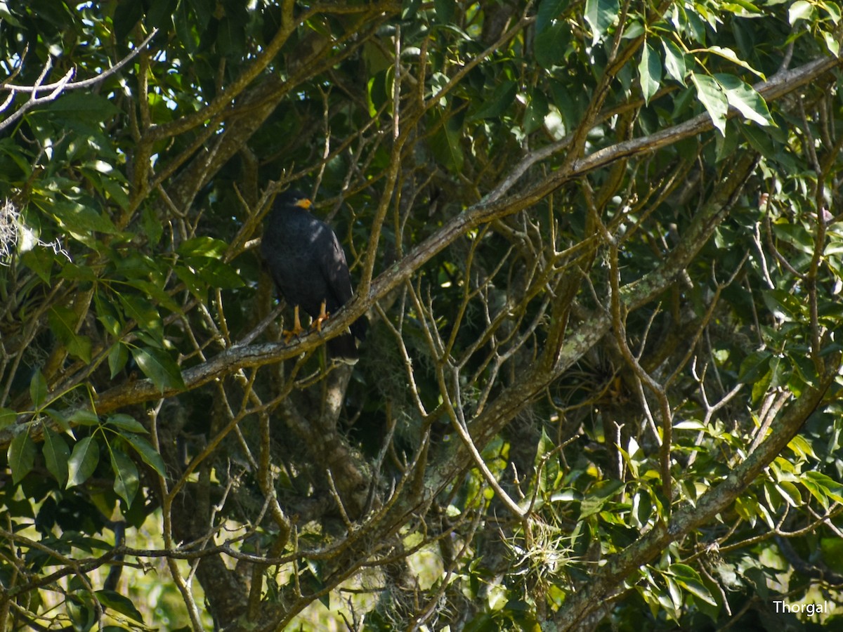 Common Black Hawk - ML647115155