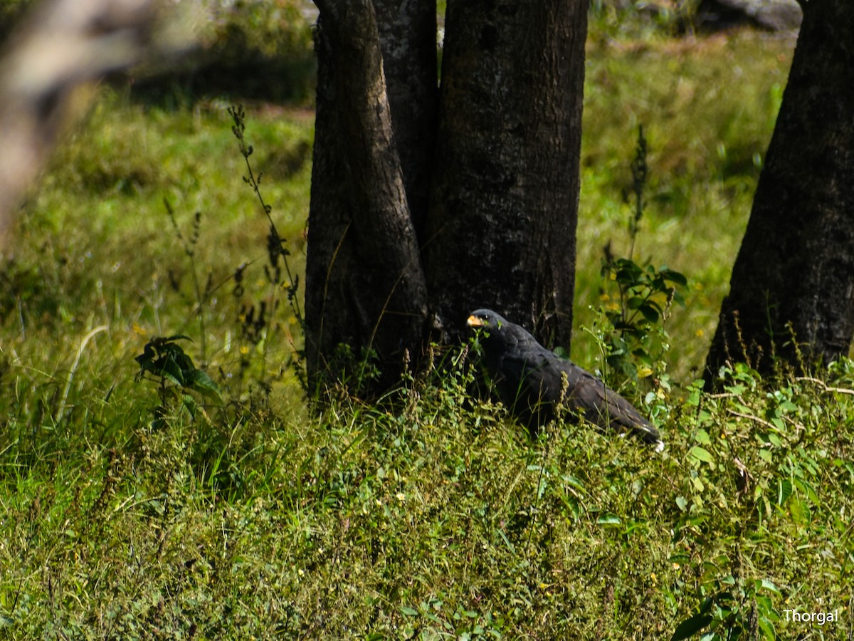 Common Black Hawk - ML647115156