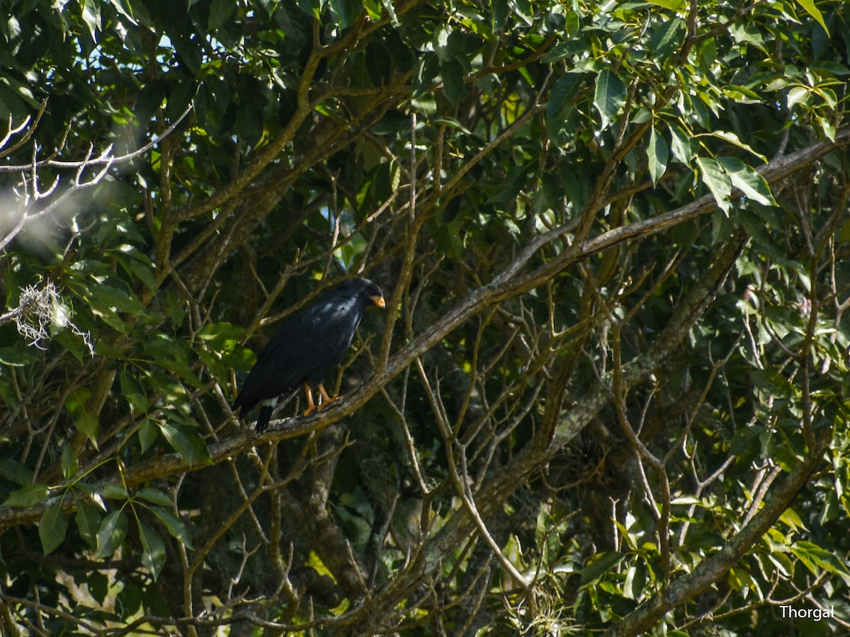 Common Black Hawk - ML647115157