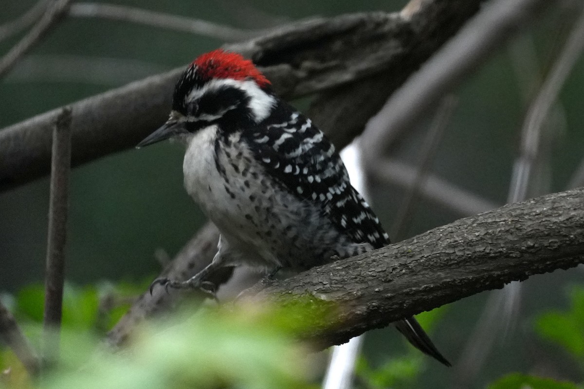 Nuttall's Woodpecker - ML647115158
