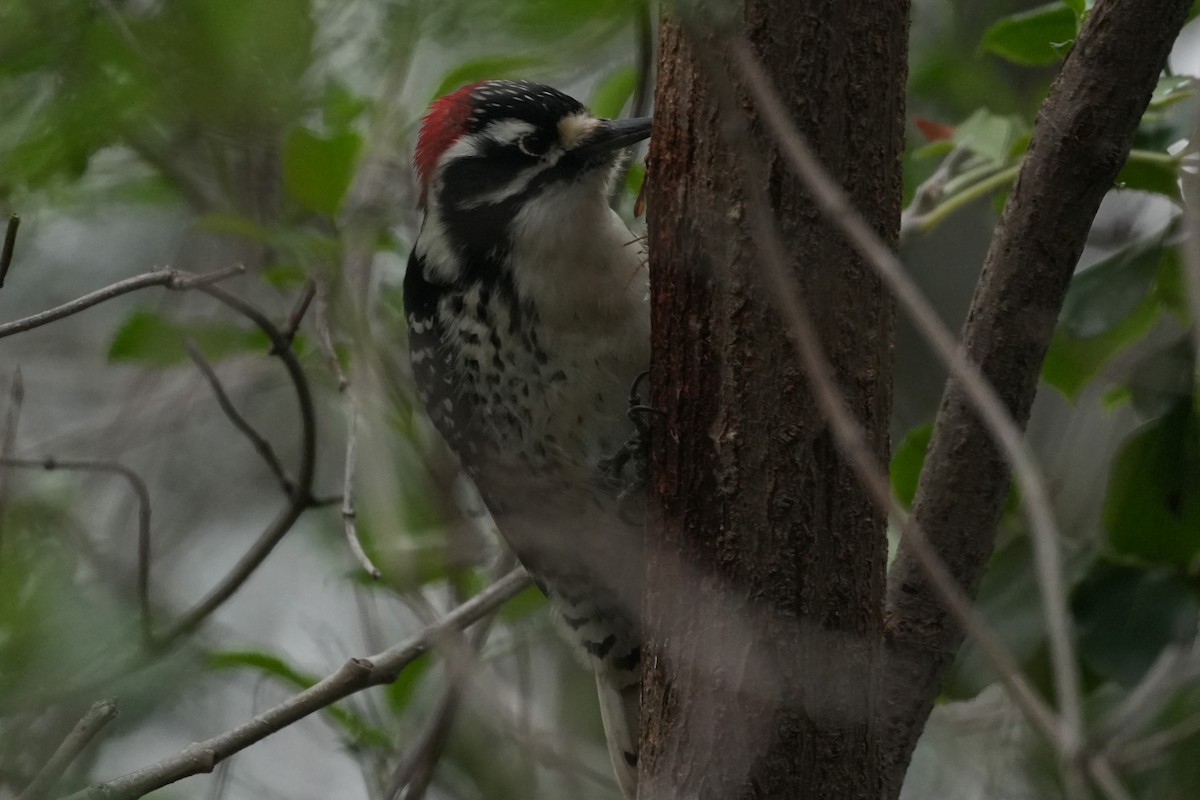 Nuttall's Woodpecker - ML647115159