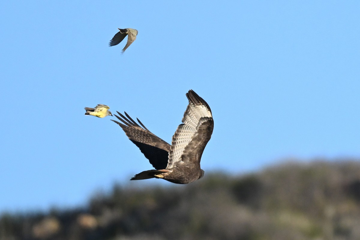 Zapelatz buztangorria - ML647115163