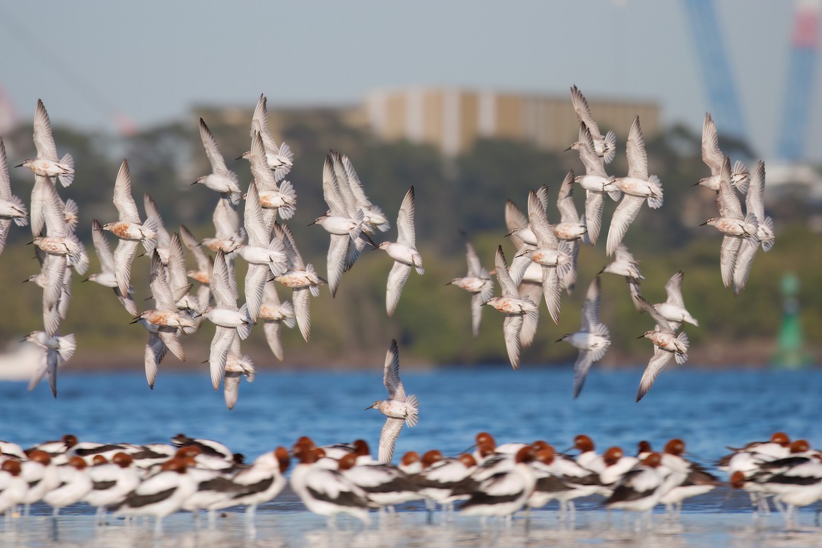 Red Knot - ML647115165