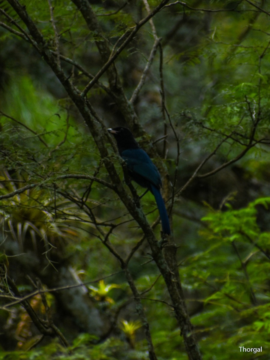 Bushy-crested Jay - ML647115167