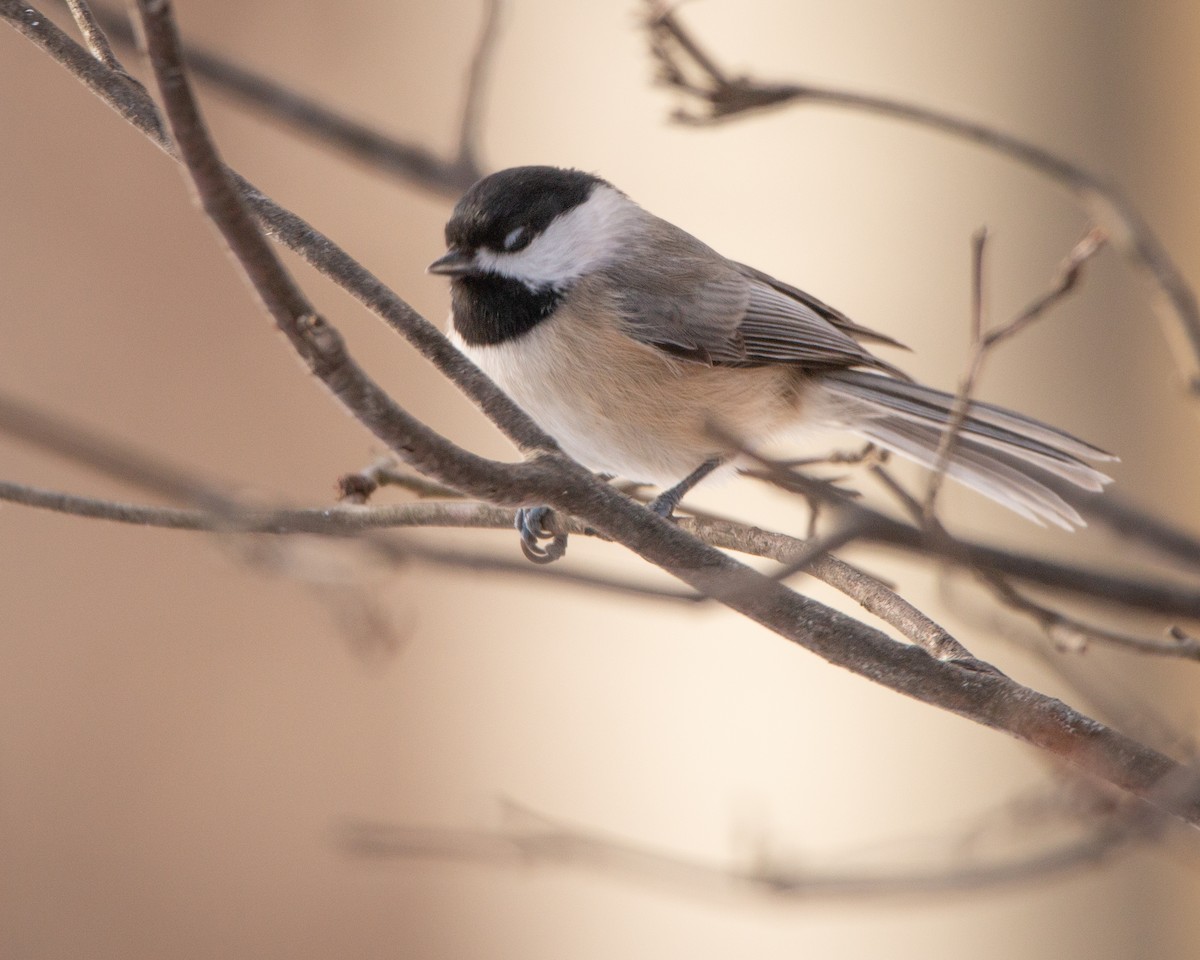 sýkora karolínská - ML647115168