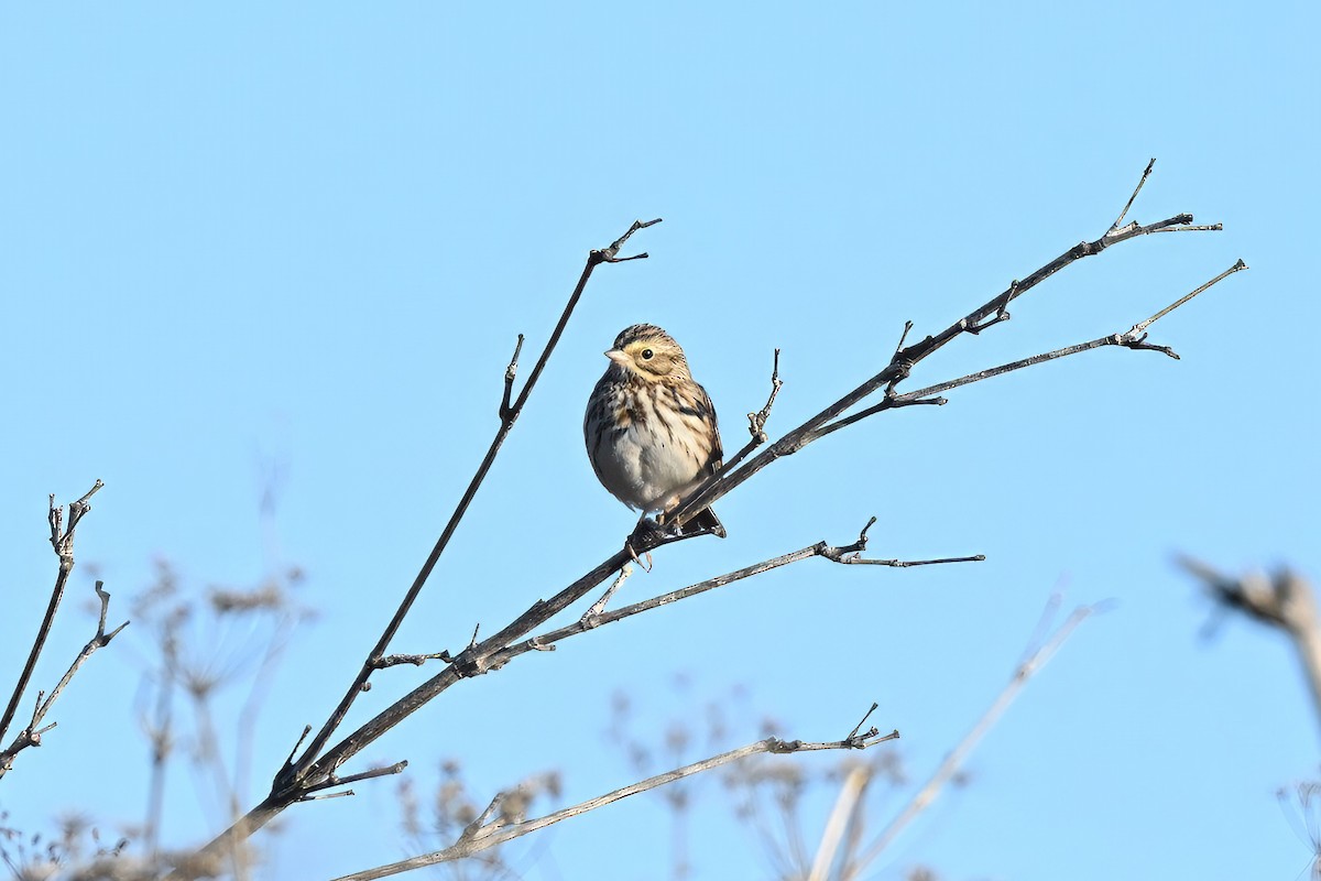 Savannah Sparrow - ML647115170