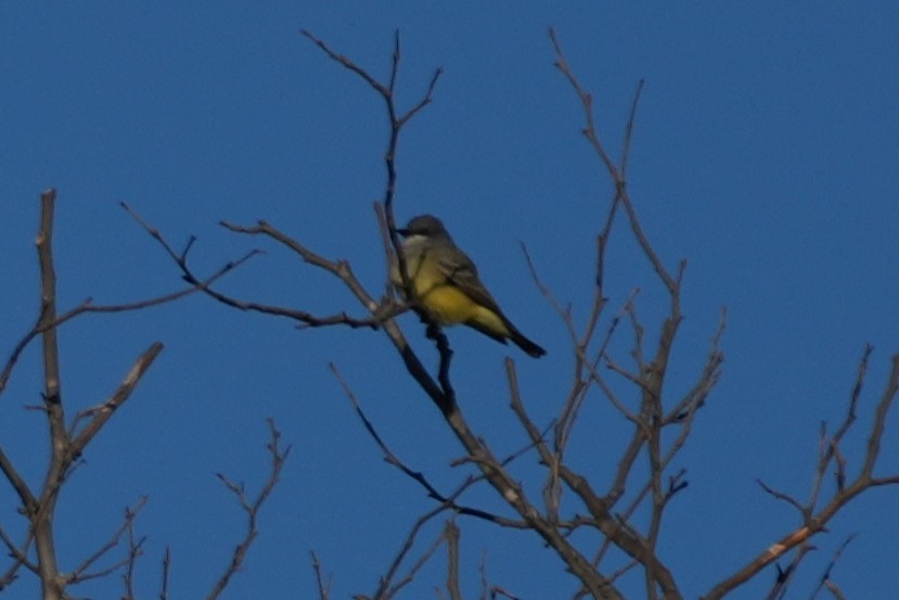 Cassin's Kingbird - ML647115171