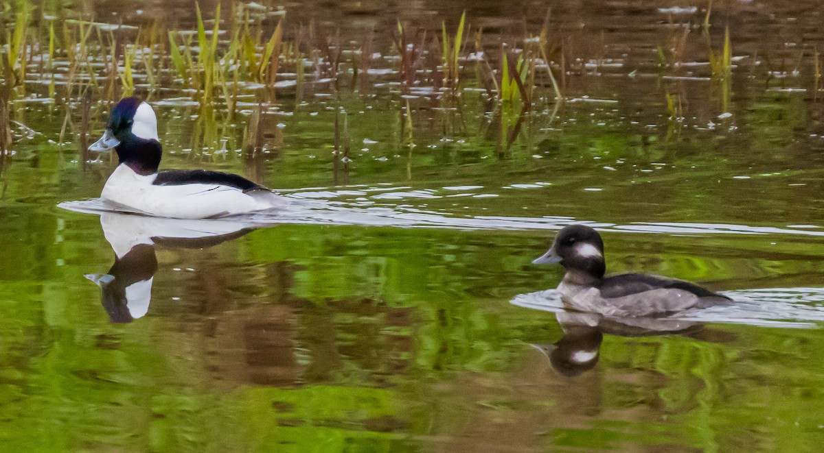 Bufflehead - ML647115172