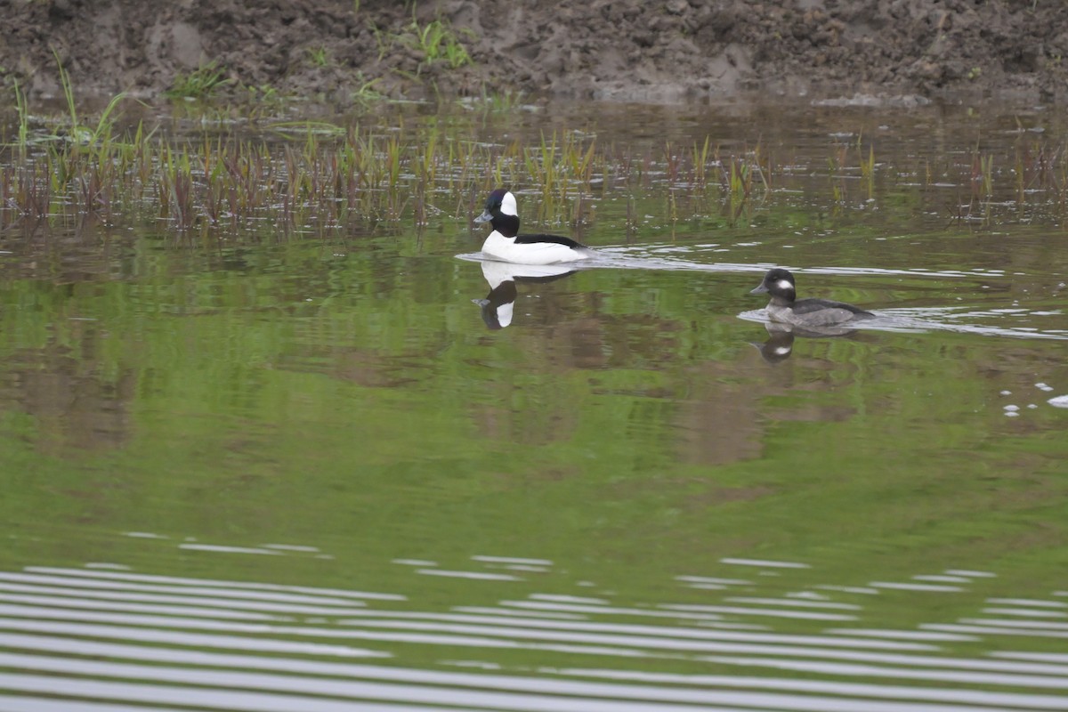 Bufflehead - ML647115173