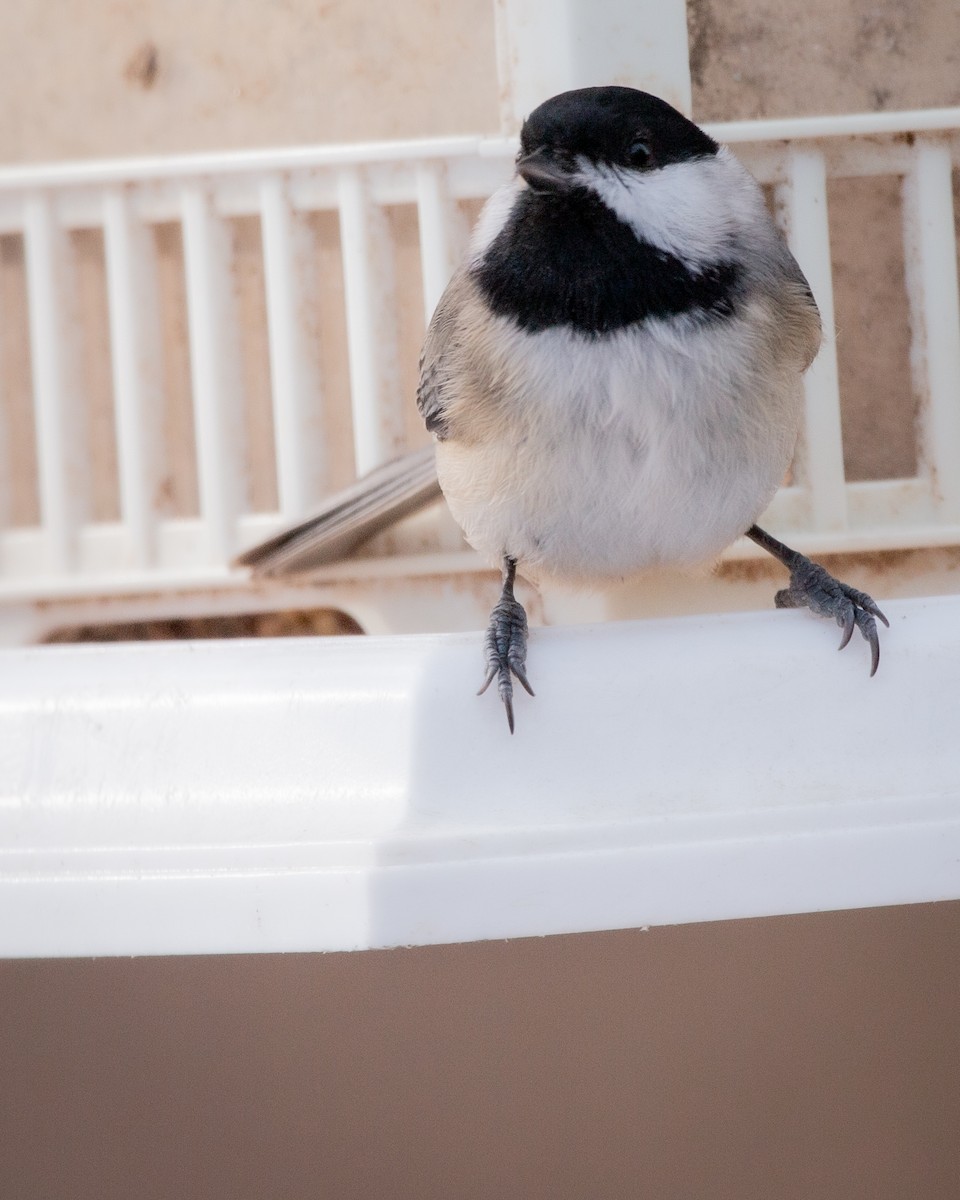 sýkora karolínská - ML647115174