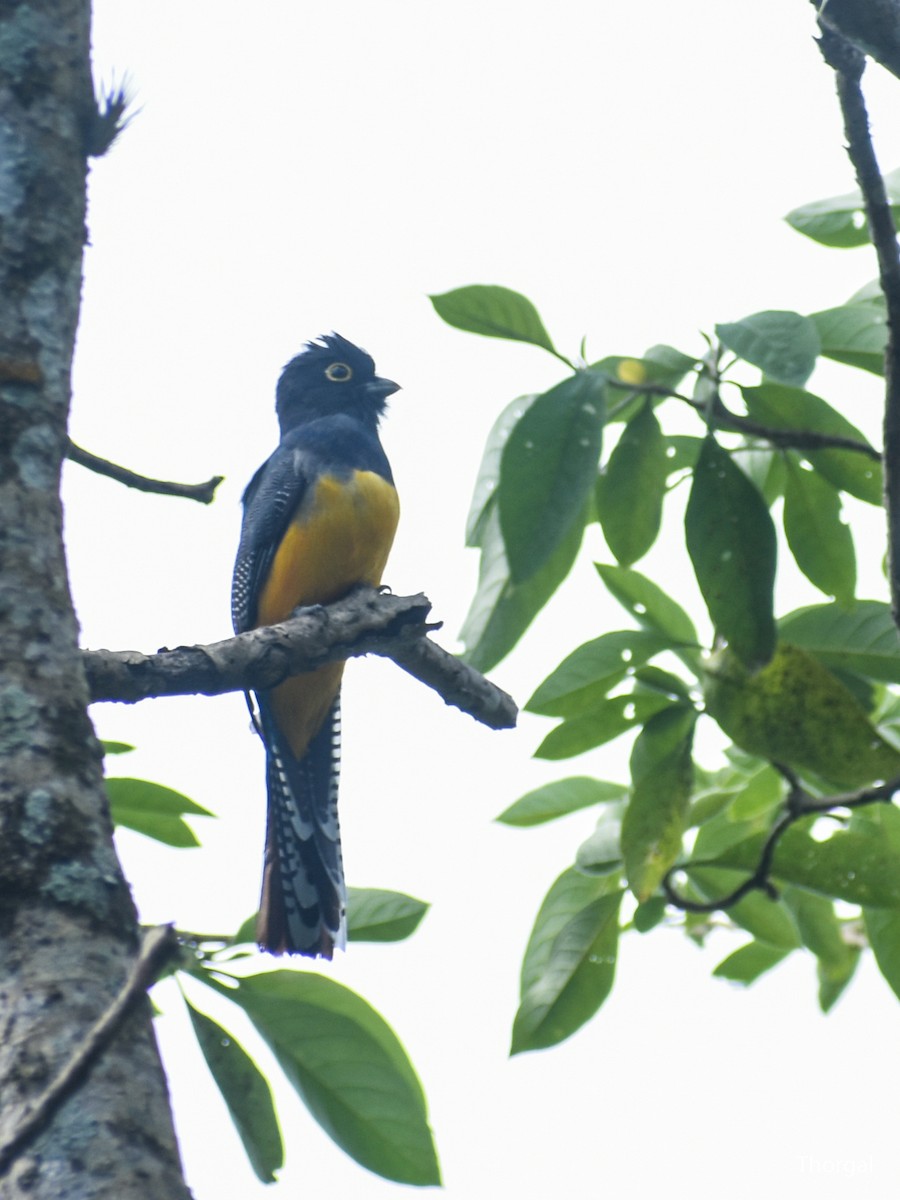 Gartered Violaceous Trogon - ML647115175