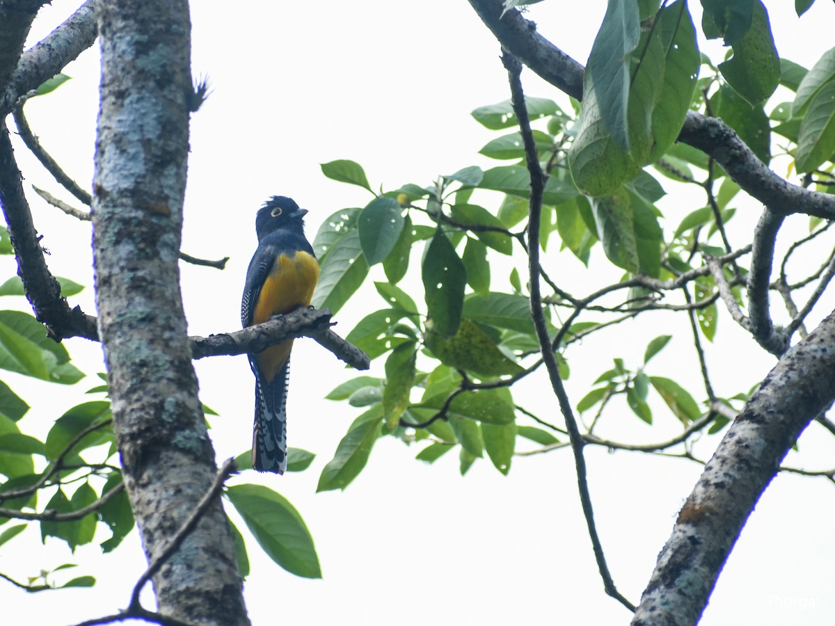 Gartered Violaceous Trogon - ML647115176