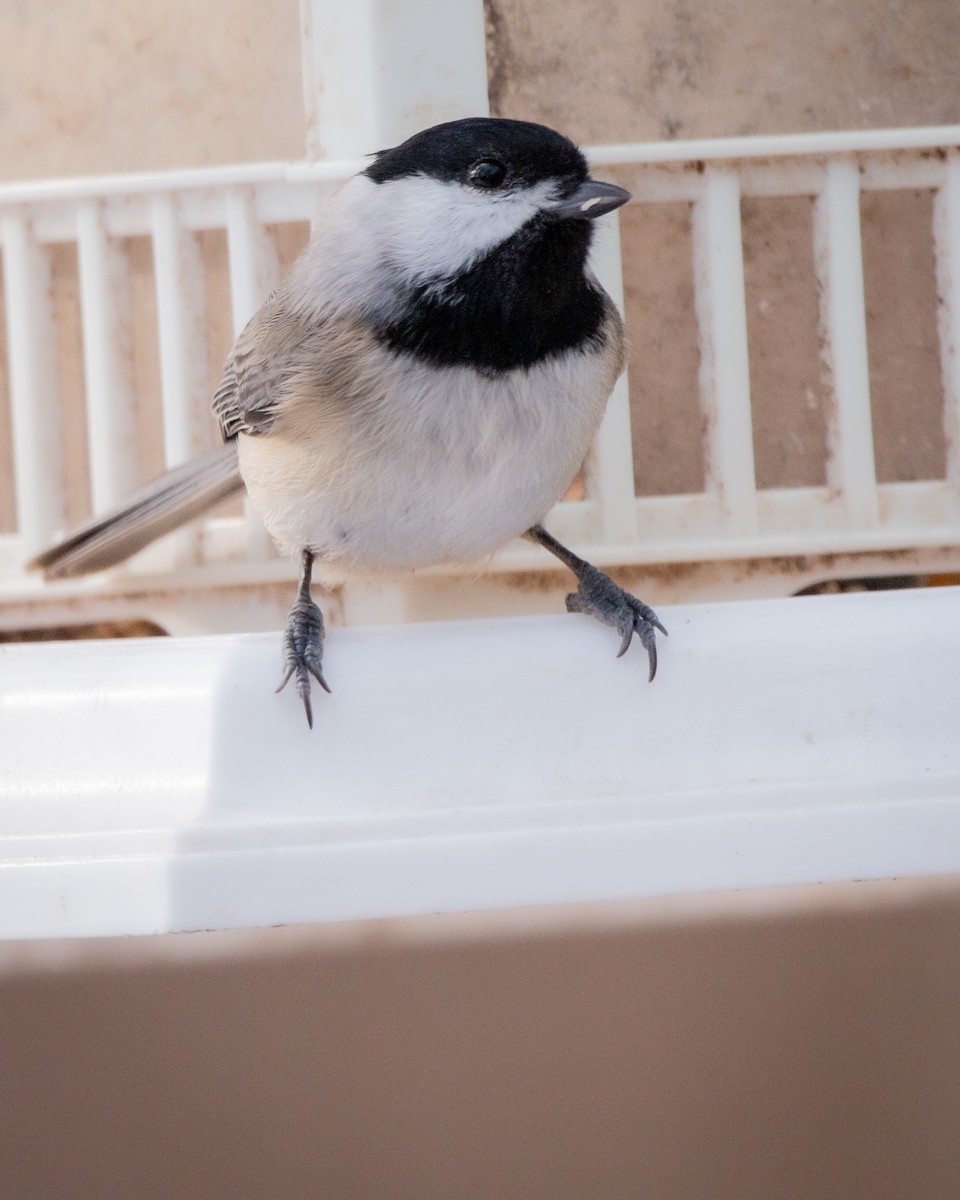 sýkora karolínská - ML647115177