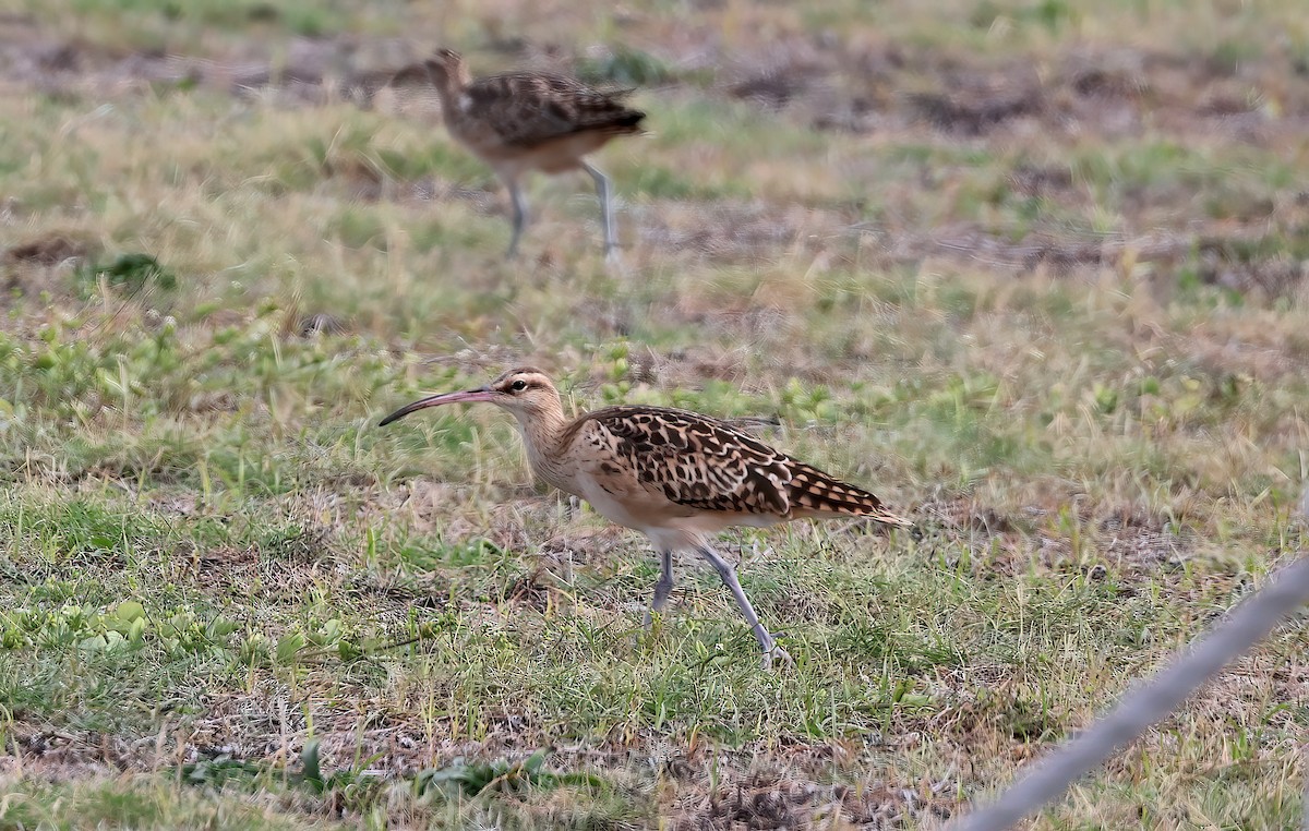Bristle-thighed Curlew - ML647115178