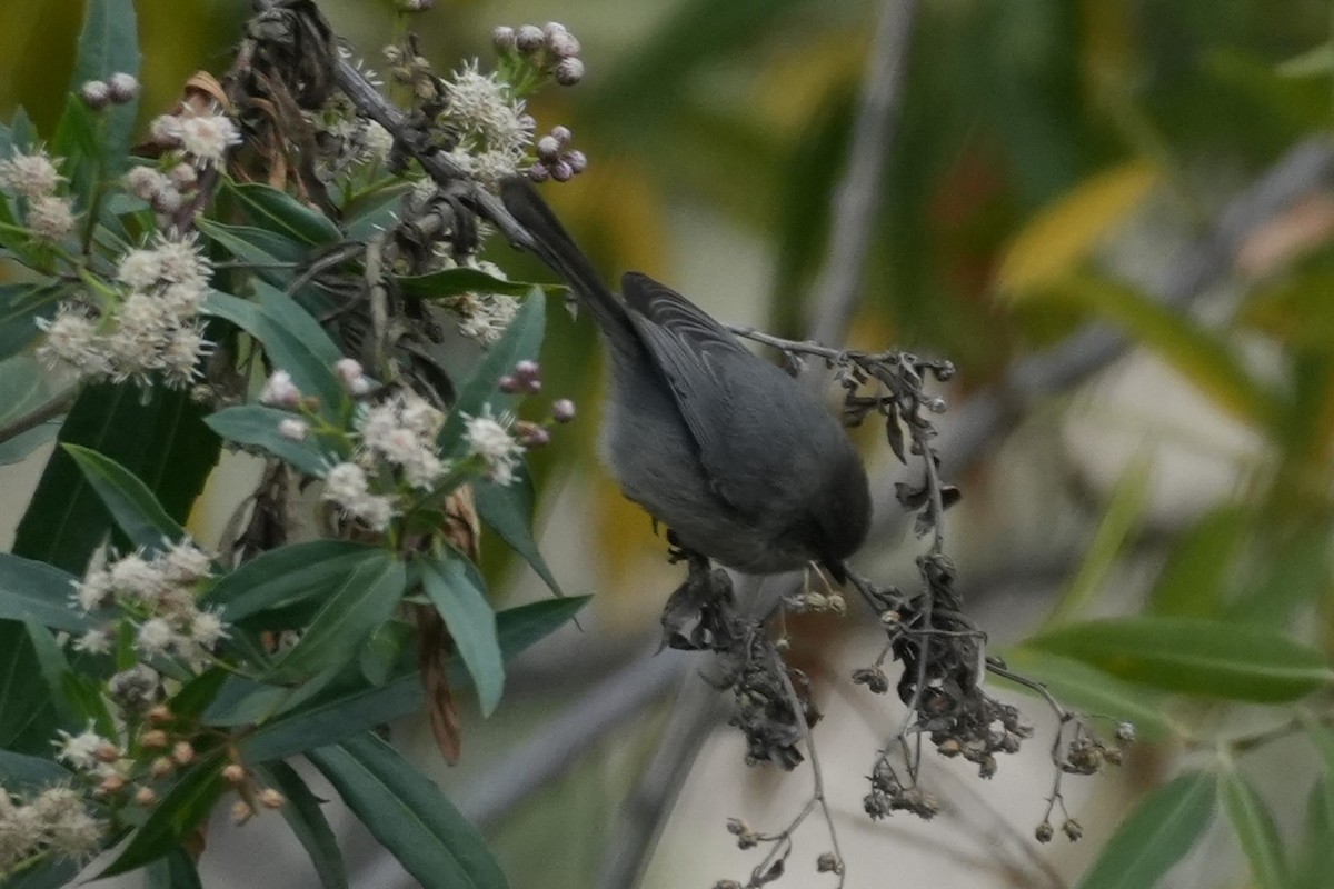 Bushtit - ML647115179