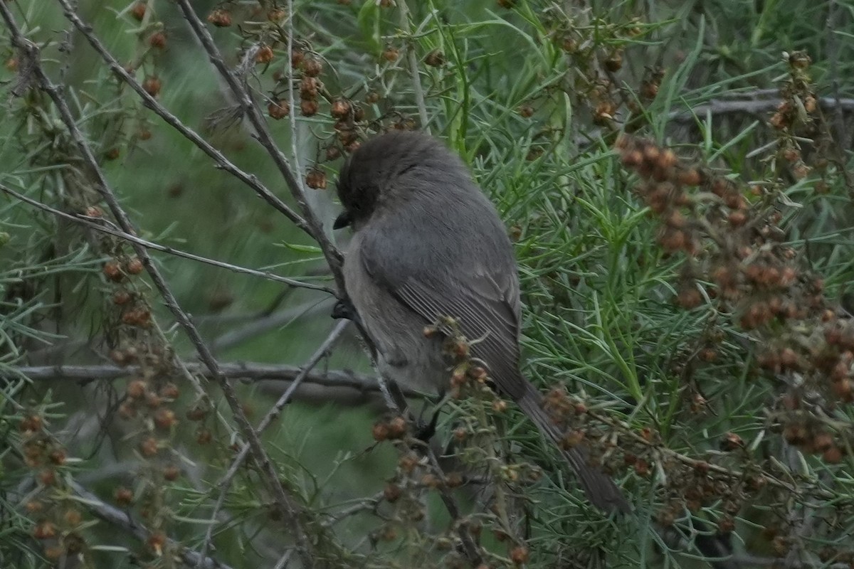 Bushtit - ML647115180