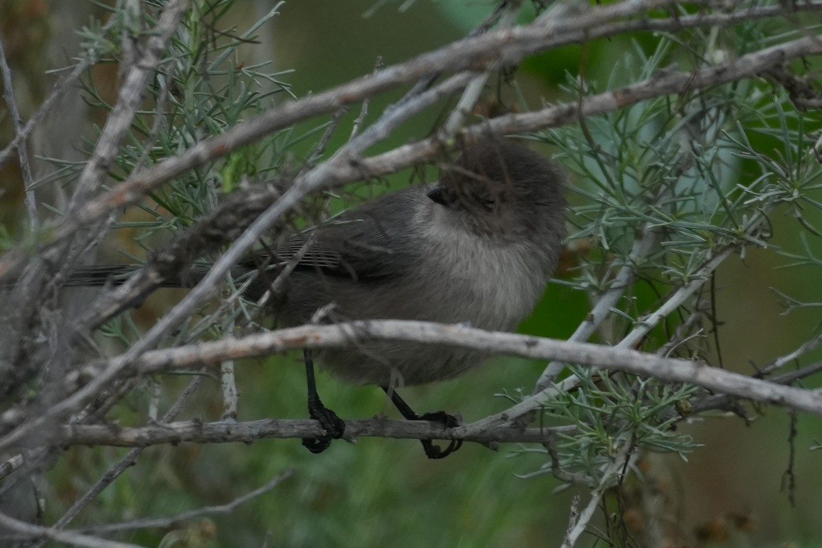 Bushtit - ML647115181
