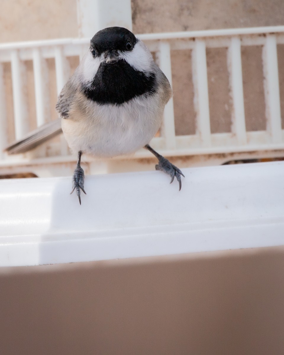 sýkora karolínská - ML647115187