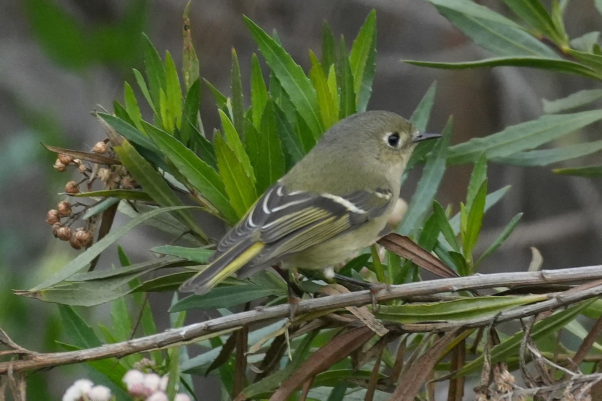 Ruby-crowned Kinglet - ML647115188