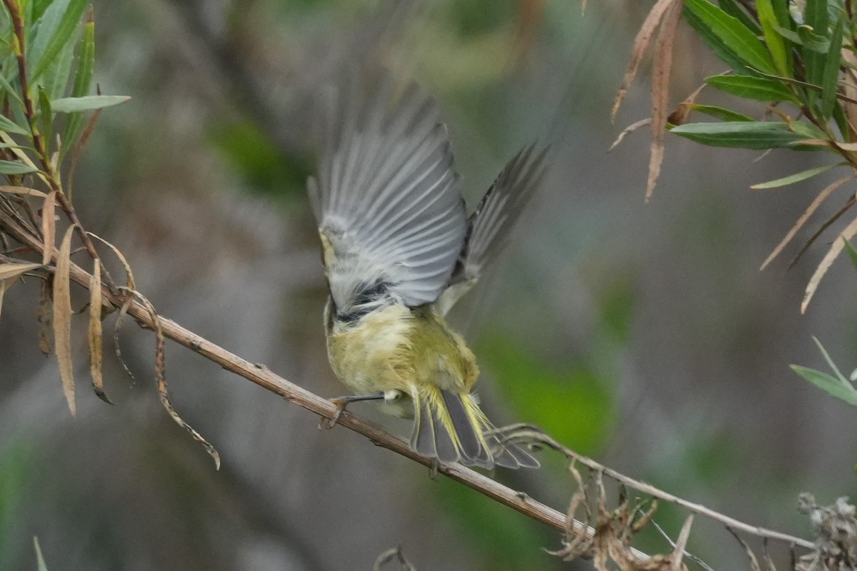 Ruby-crowned Kinglet - ML647115189