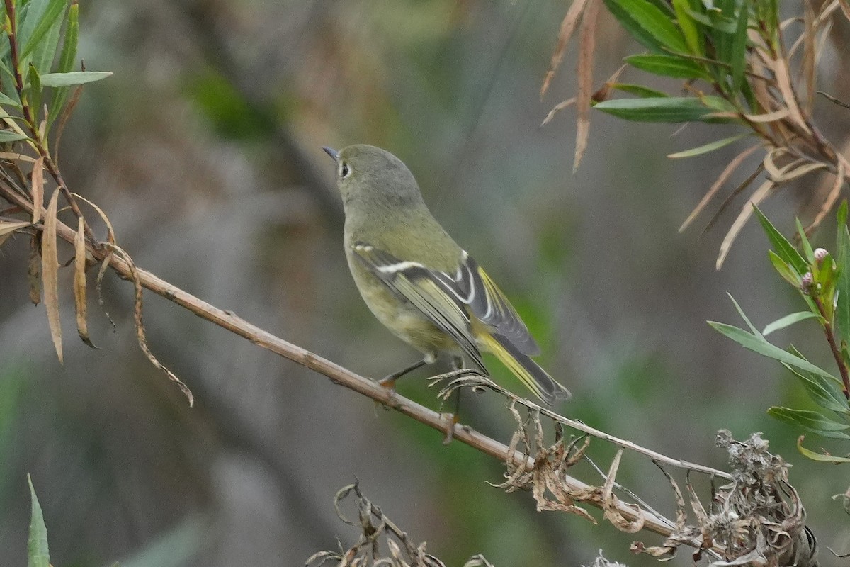 Ruby-crowned Kinglet - ML647115190