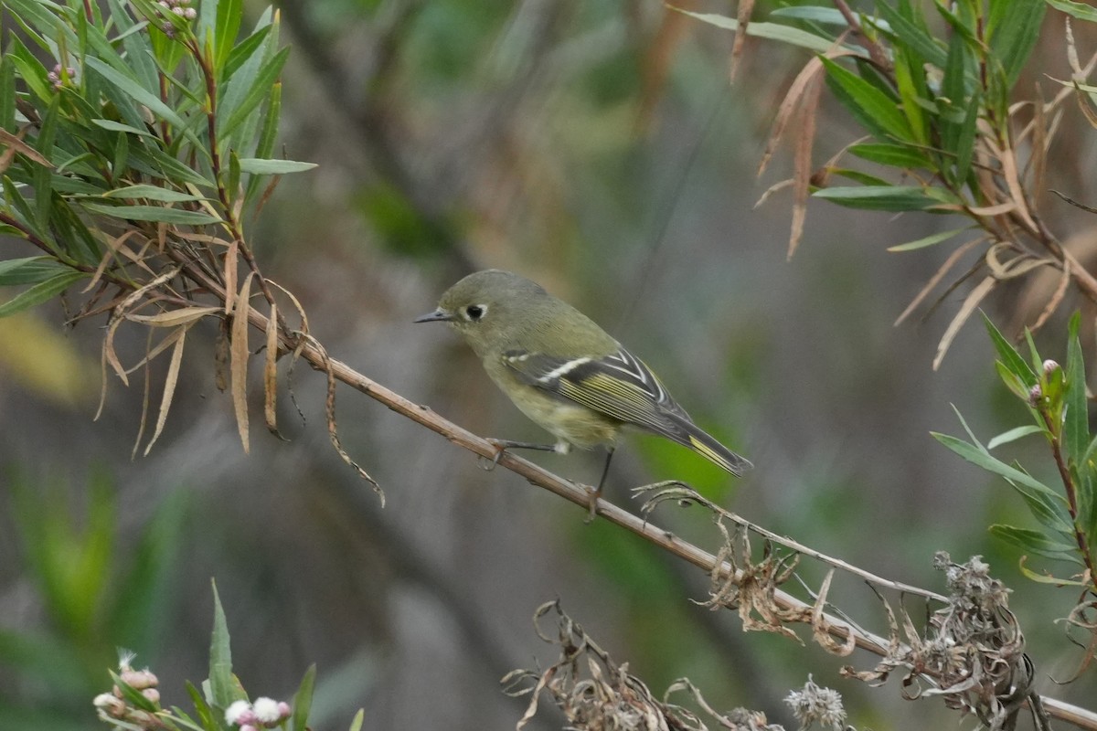 Ruby-crowned Kinglet - ML647115191