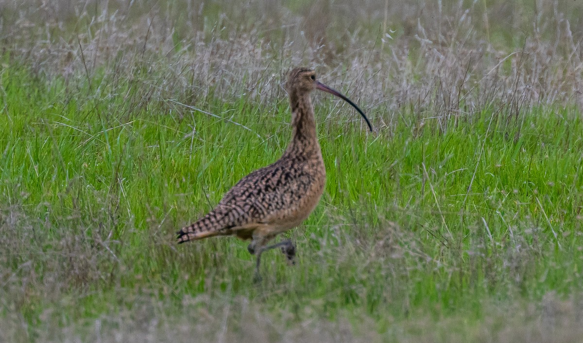 Кульон американський - ML647115192