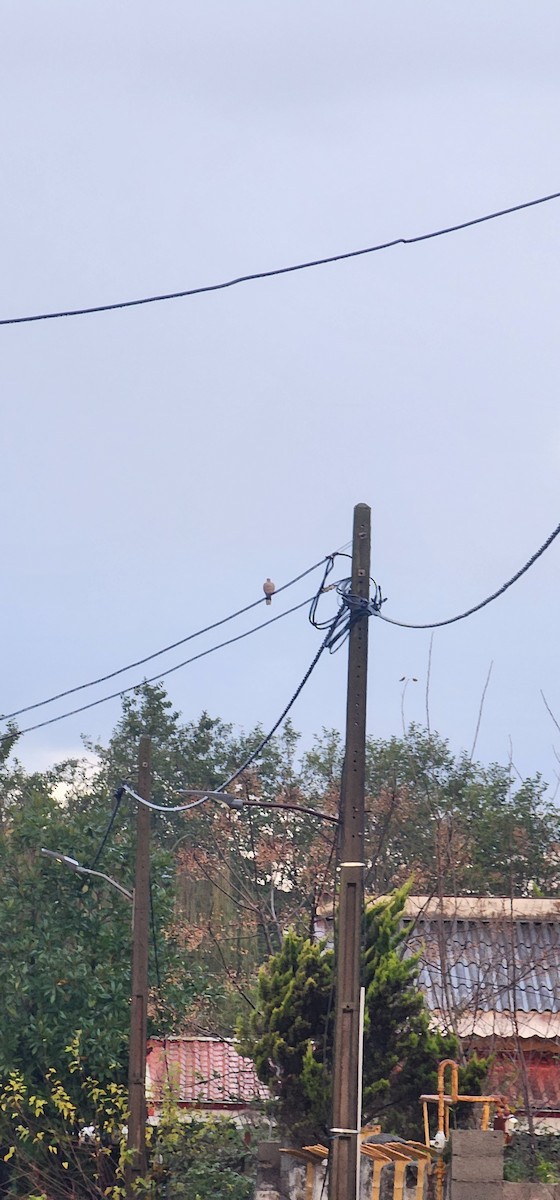 Eurasian Collared-Dove - ML647115193