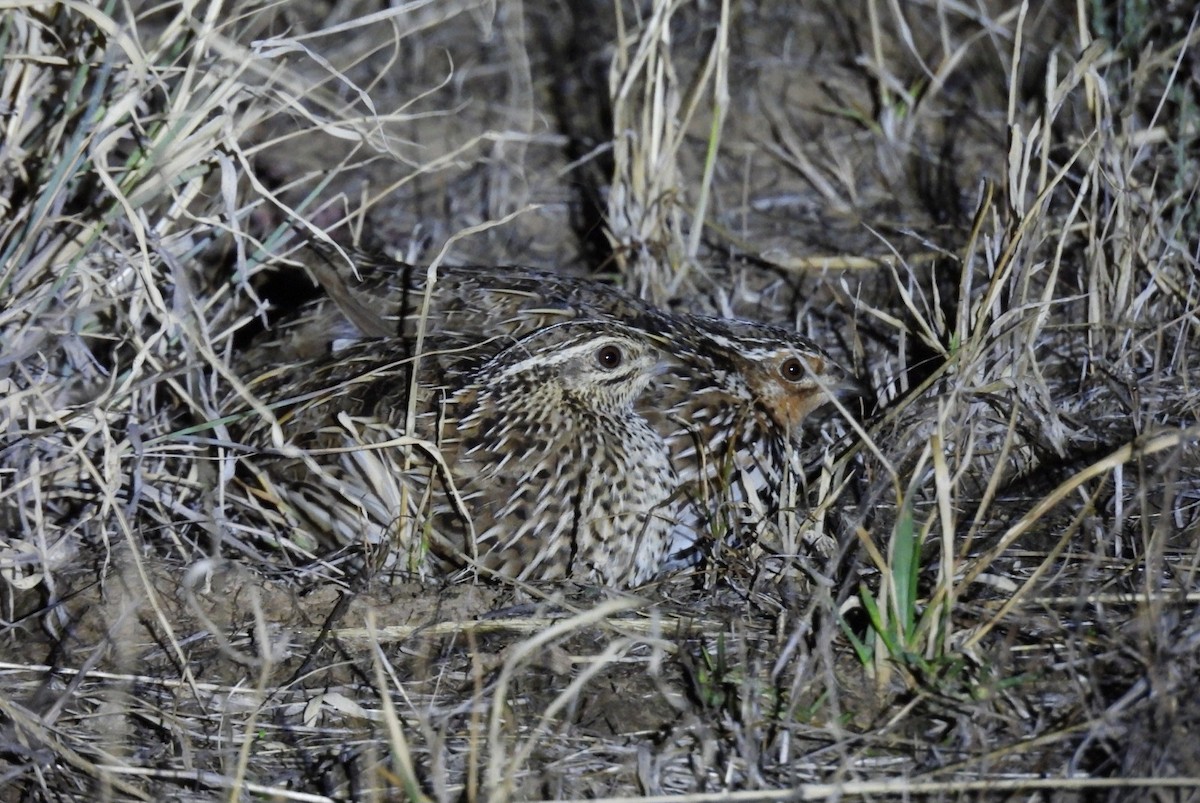 Stubble Quail - ML647115194