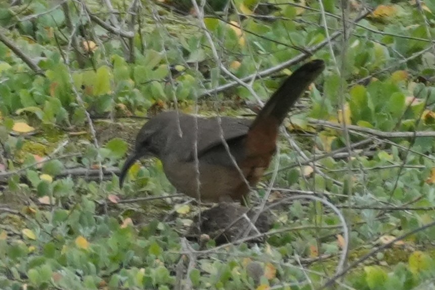 California Thrasher - ML647115198