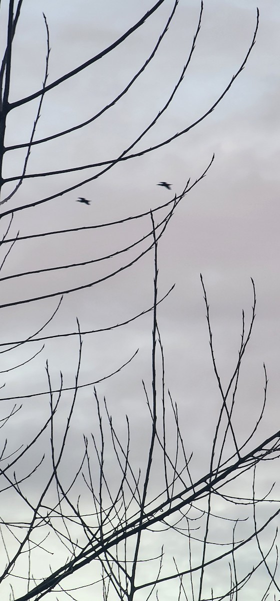 Cormorán Grande - ML647115203