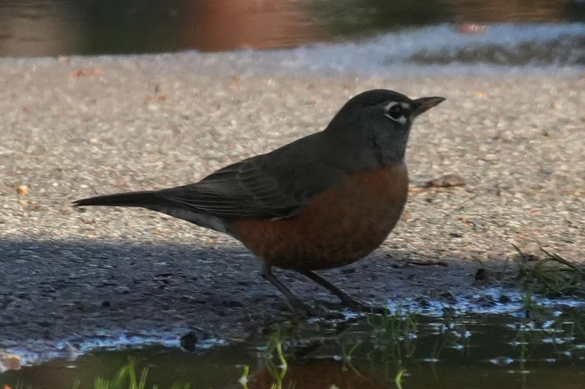 קיכלי נודד - ML647115210