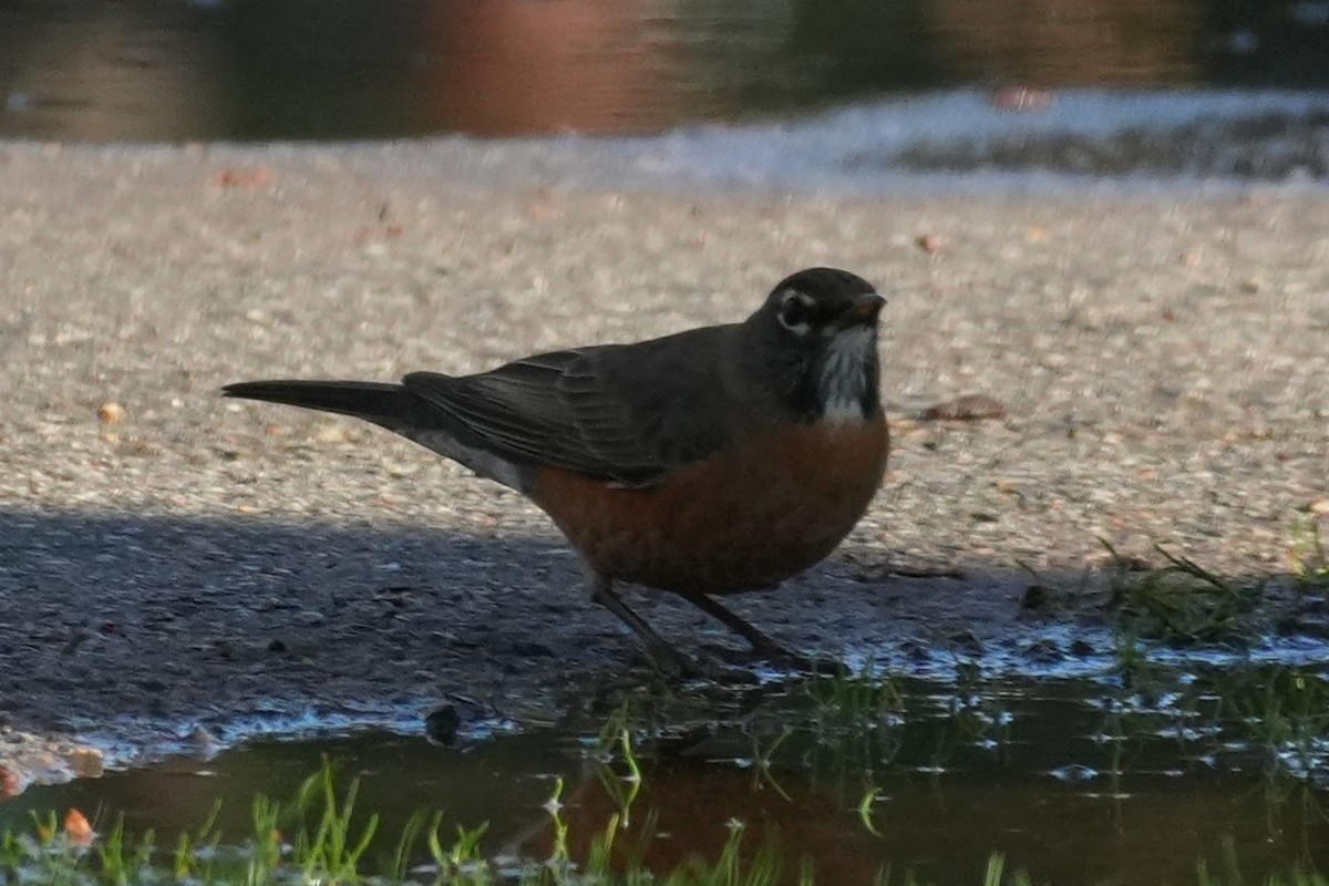 קיכלי נודד - ML647115211