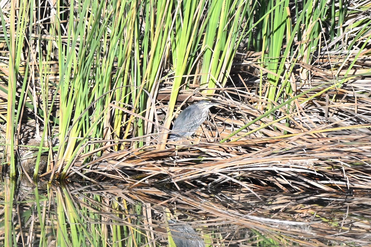 Koartzatxo berdea - ML647115215