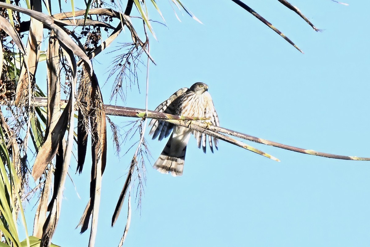 Sharp-shinned Hawk - ML647115217