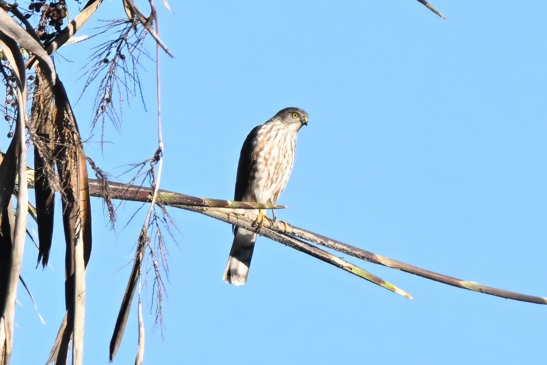 Sharp-shinned Hawk - ML647115222