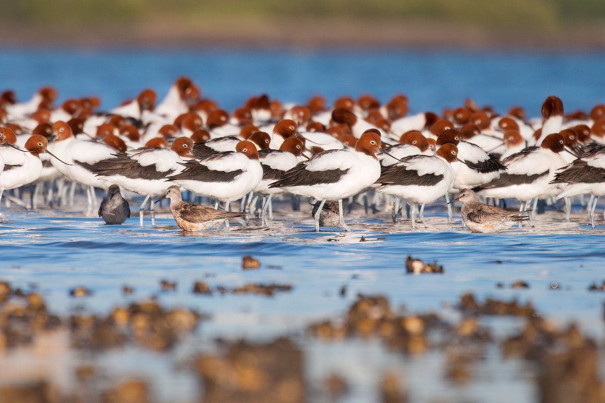 Red-necked Avocet - ML647115224
