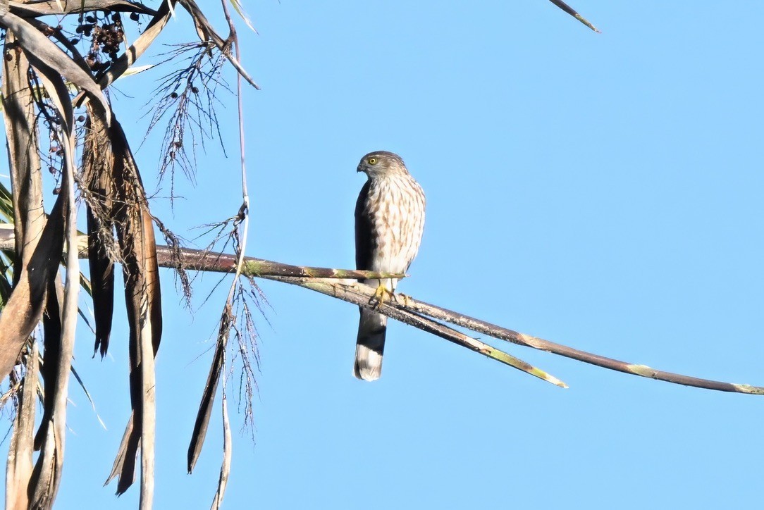 Sharp-shinned Hawk - ML647115225