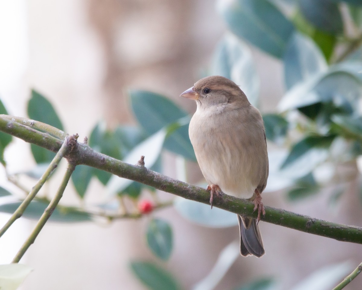 vrabec domácí - ML647115229