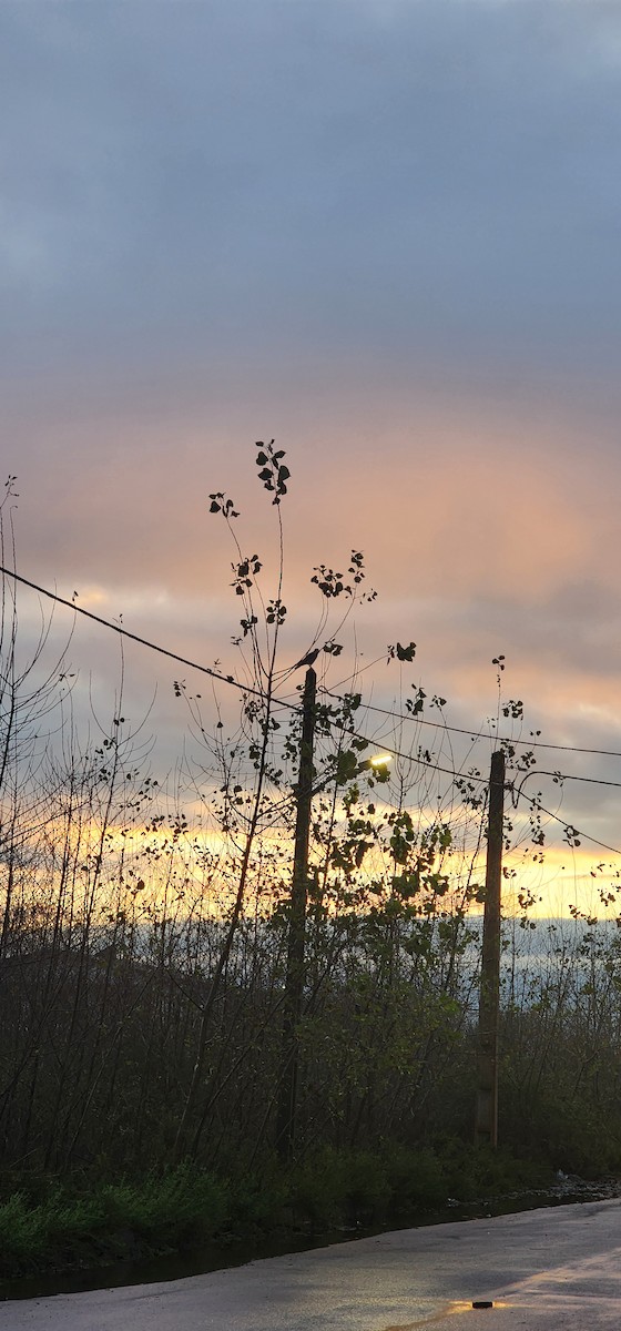 Hooded Crow - ML647115230