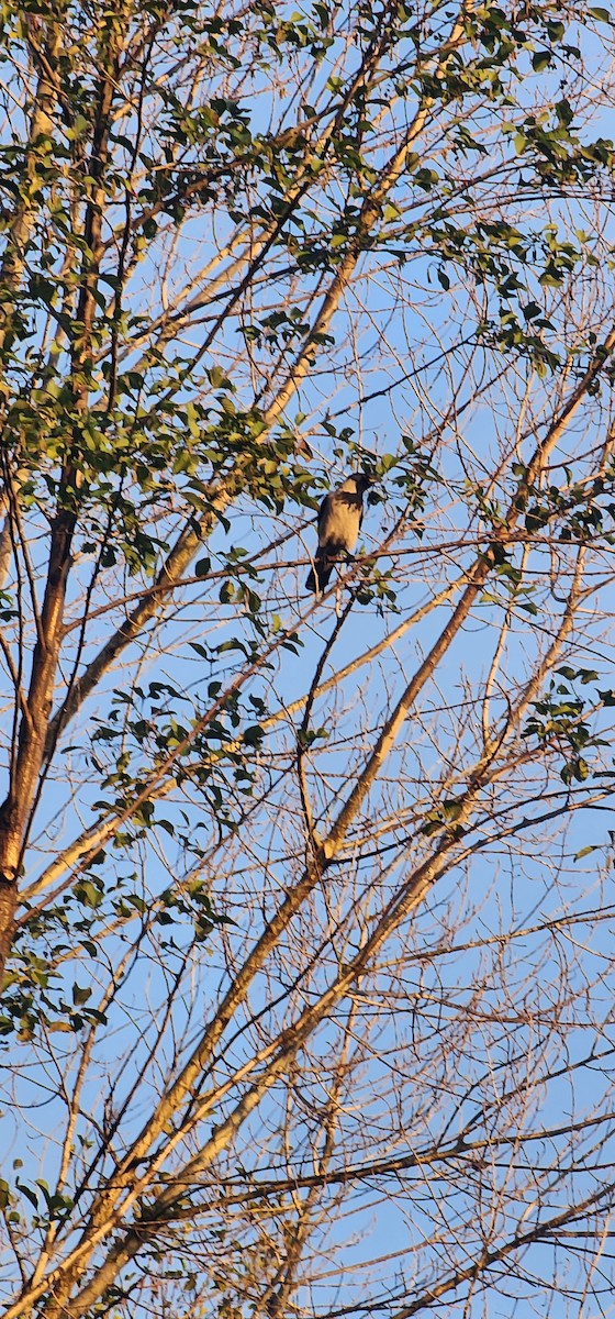 Hooded Crow - ML647115231