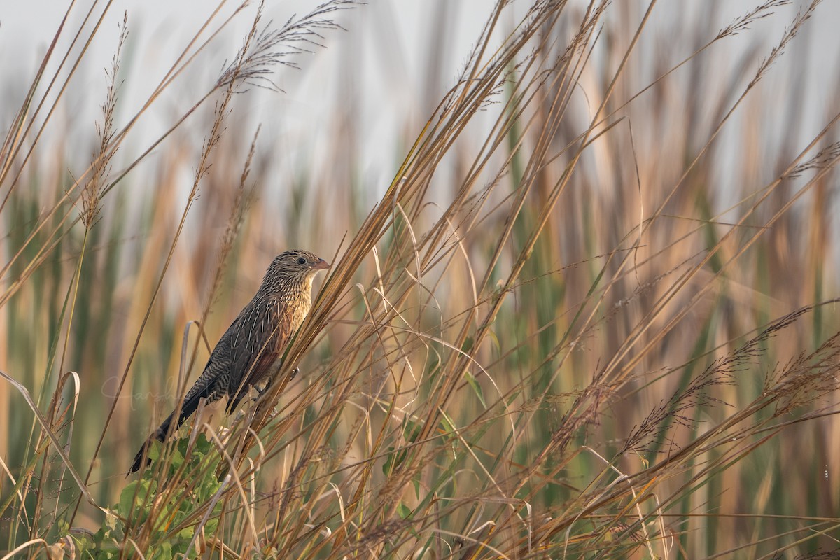 Lesser Coucal - ML647115232