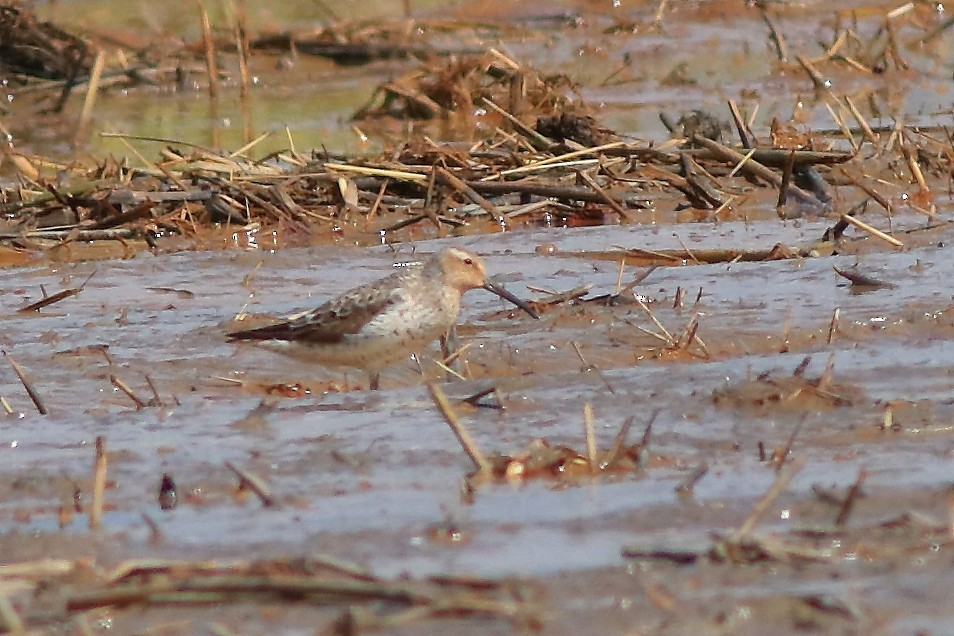 Curlew Sandpiper - ML647115234