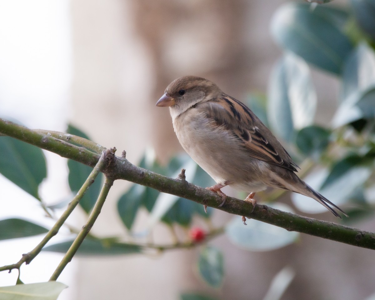 vrabec domácí - ML647115235