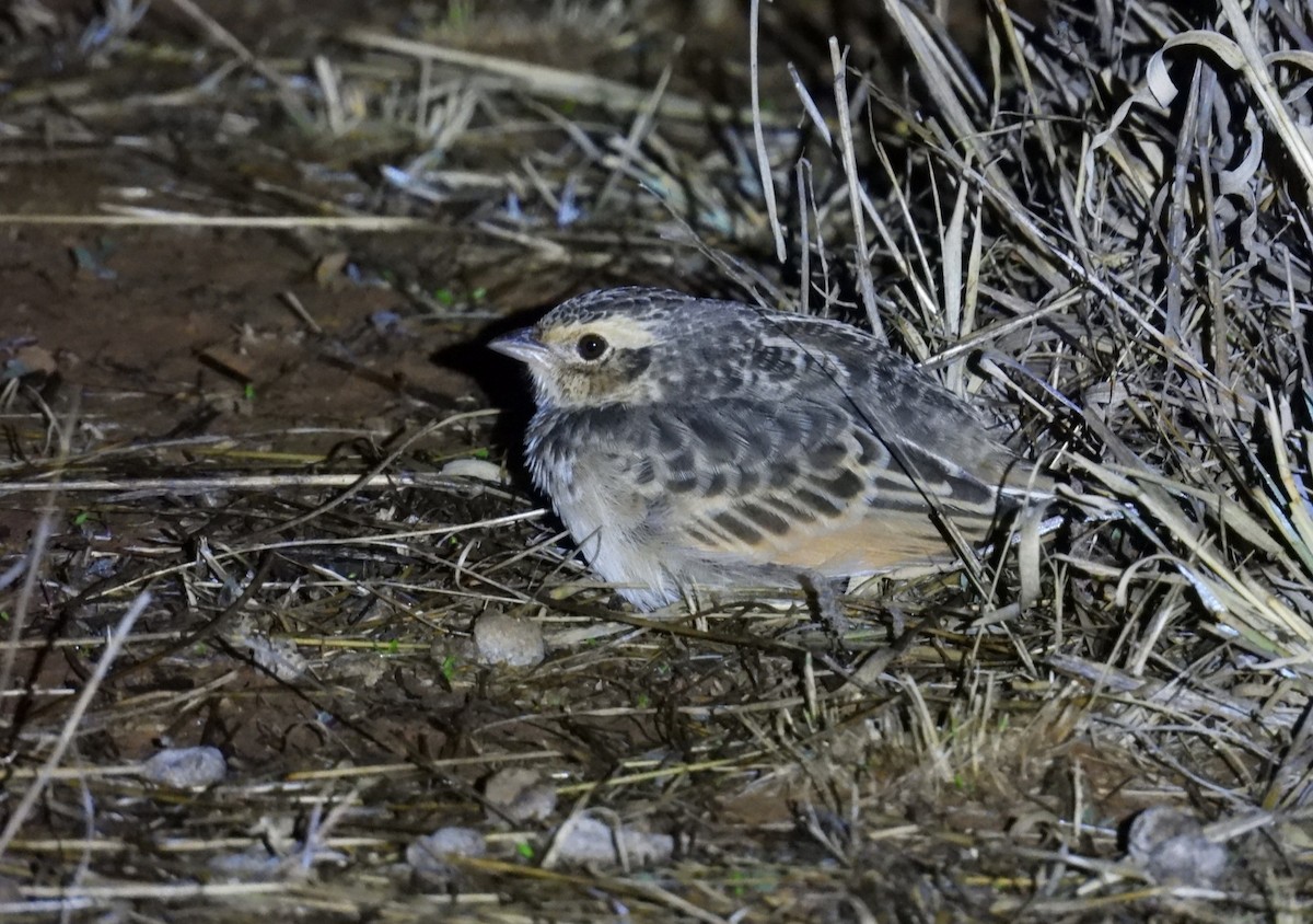 Singing Bushlark - ML647115241