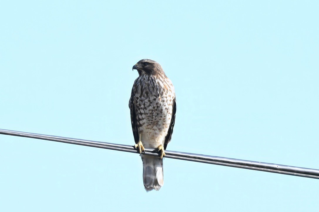 Red-shouldered Hawk - ML647115252