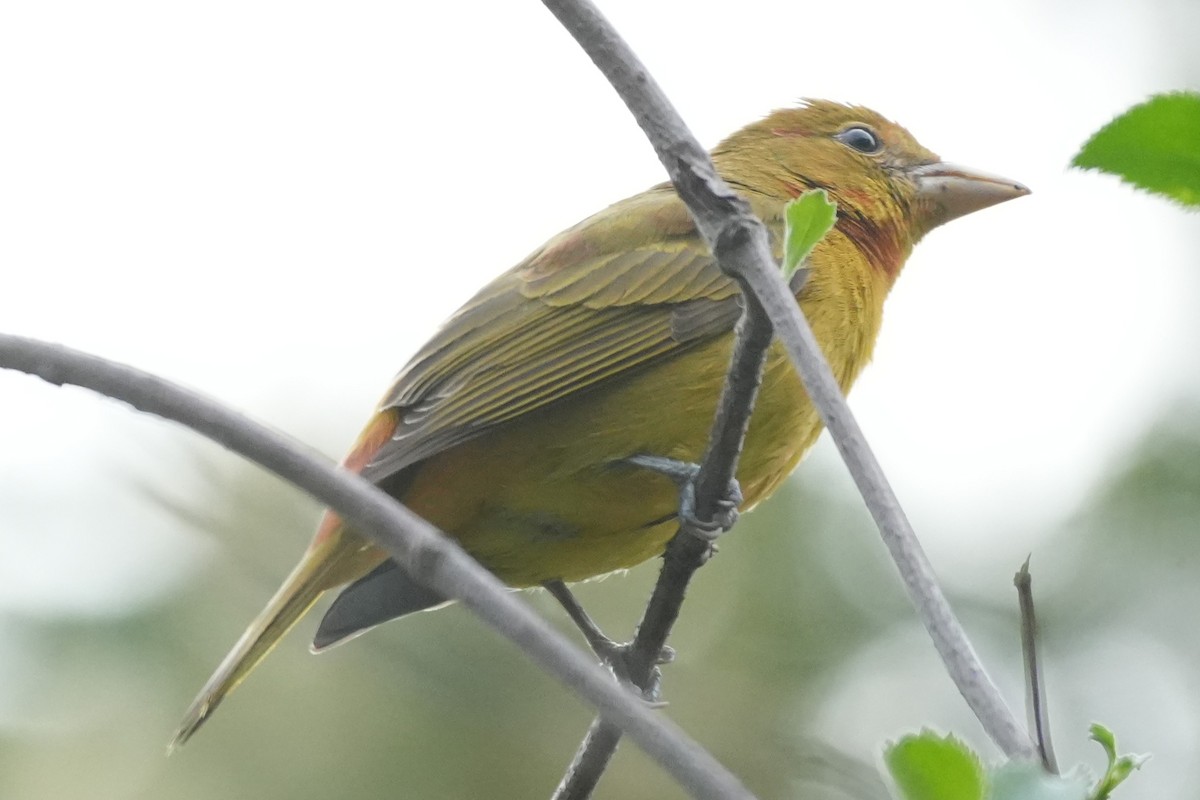 ニシフウキンチョウ - ML647115253