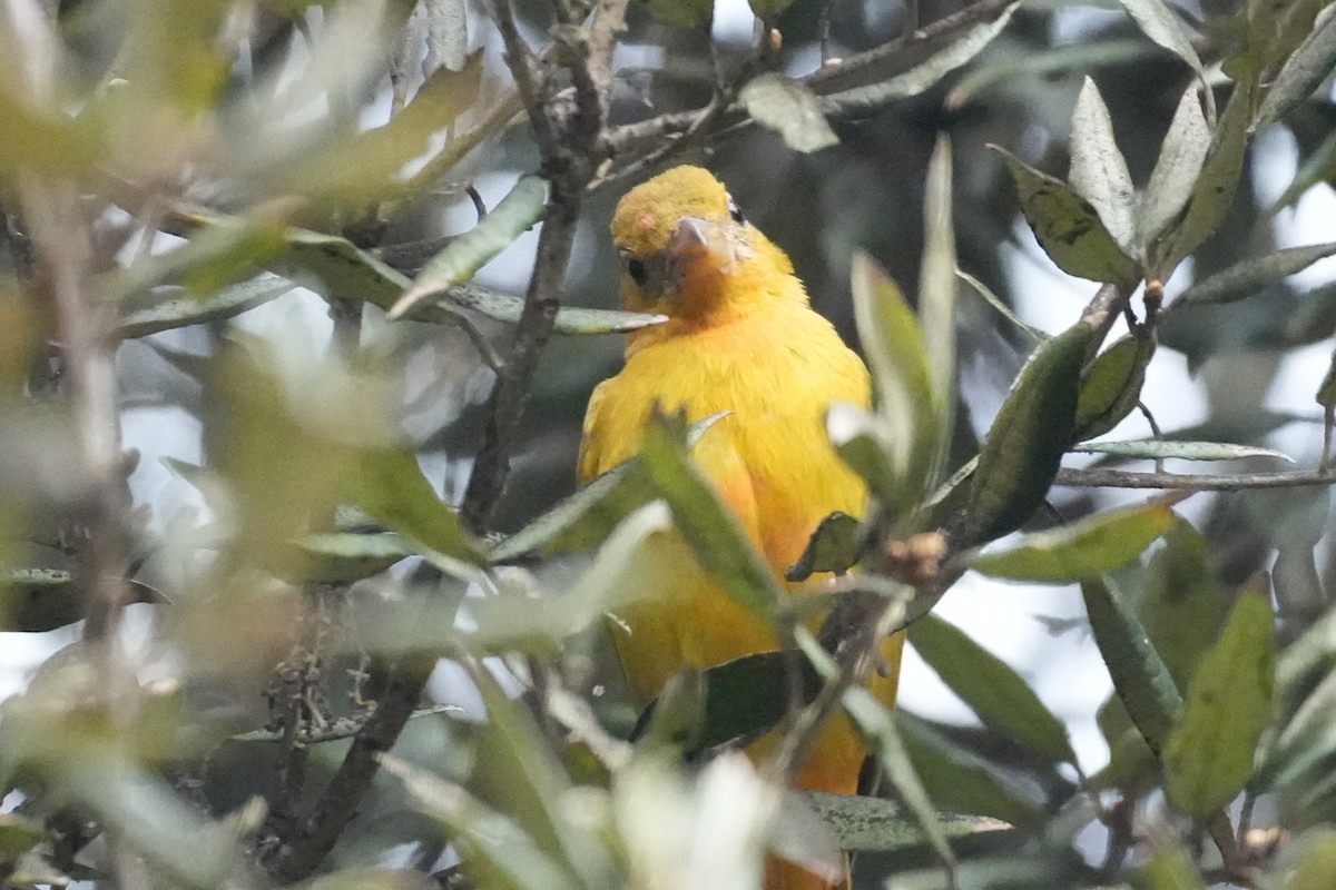 ニシフウキンチョウ - ML647115254