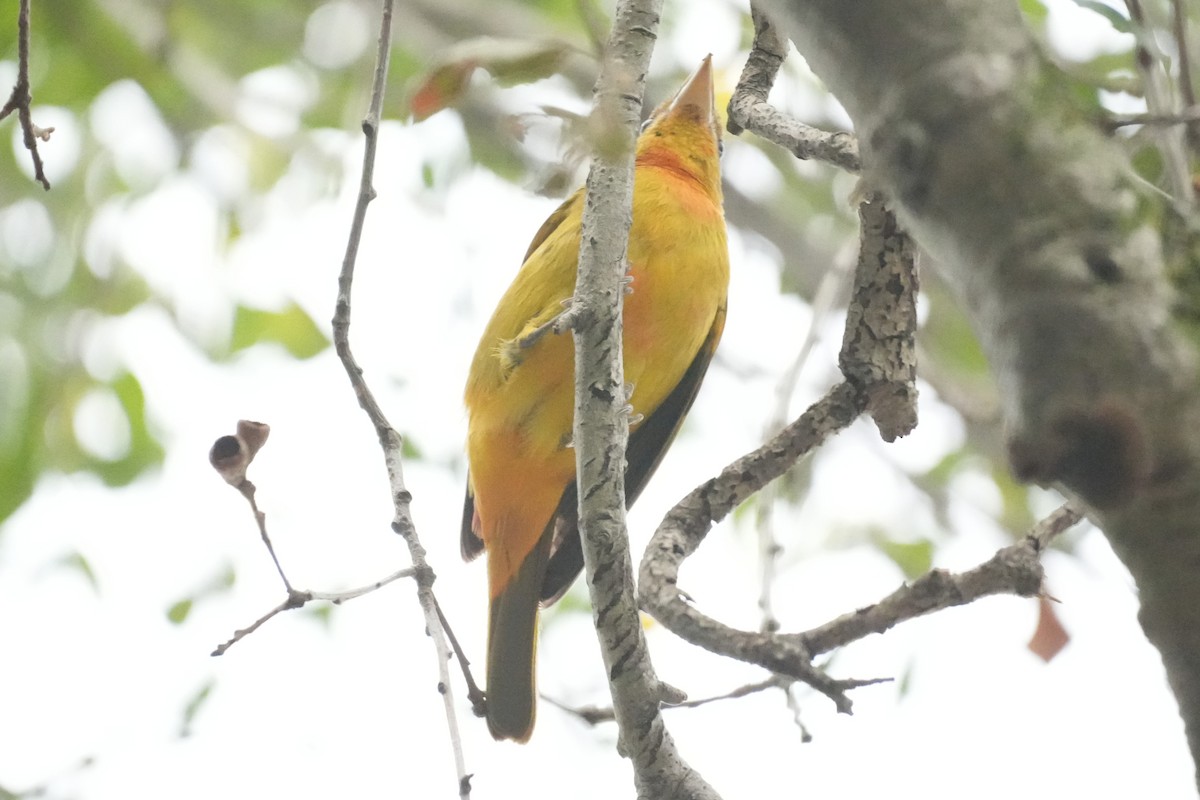 ニシフウキンチョウ - ML647115255